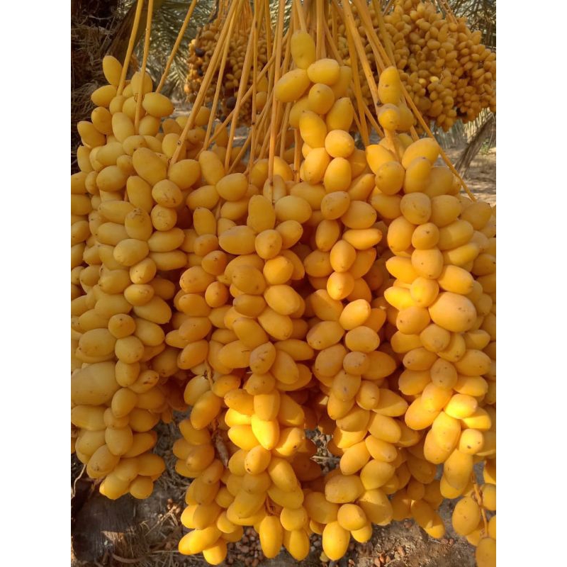 

KURMA MUDA/PROMIL/IKHTIYAR GARIS 2