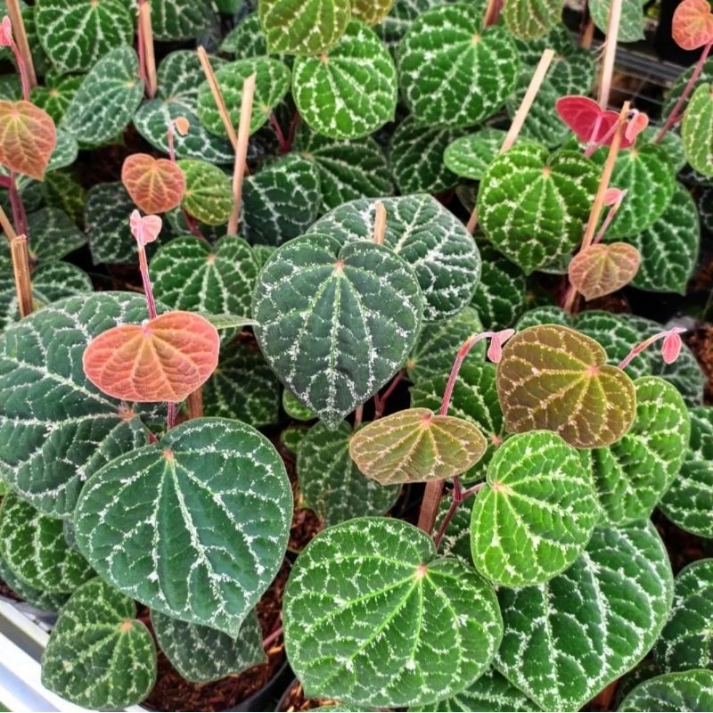 tanaman sirih wulung pohon sirih wulung tanaman rambat sirih wulung daun tebal