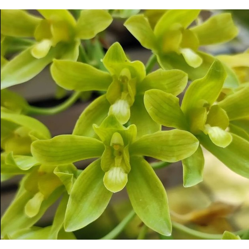 Anggrek Grammatophyllum Citrinum | Gramma Scriptum var Citrinum | Gramma bunga unik