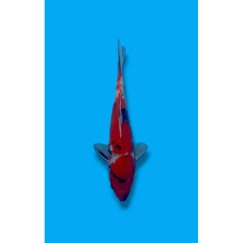 Ikan Koi Blitar Showa / 002