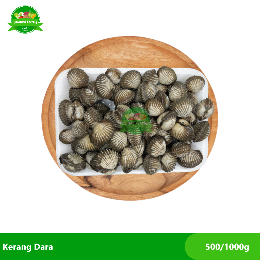 

Kerang Dara