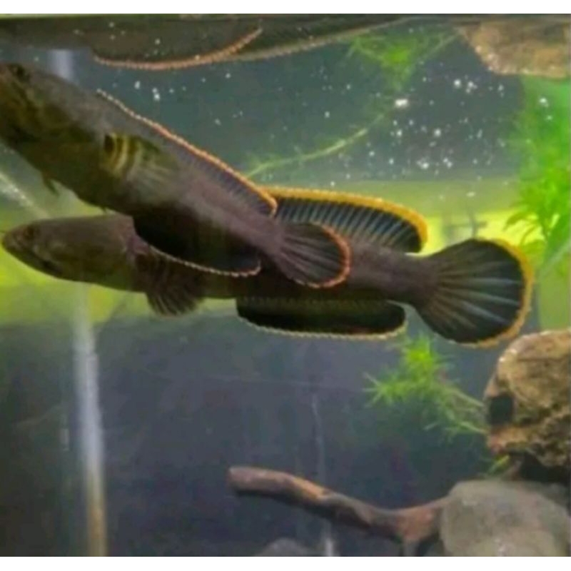 Limbata (sepasang) pair alam. size 15-20cm