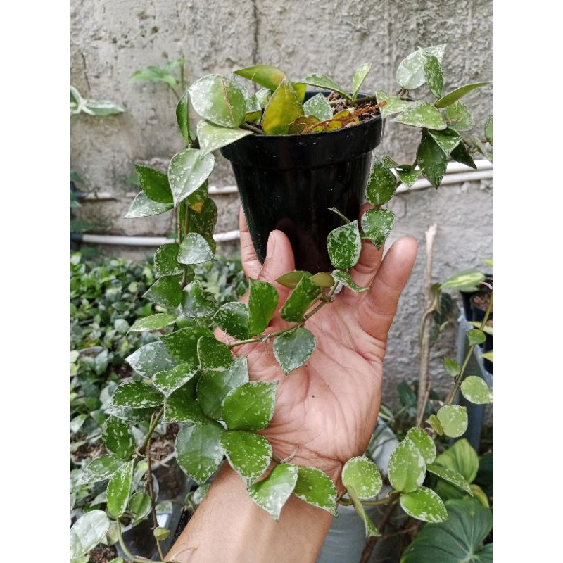 hoya lacunosa eskimo