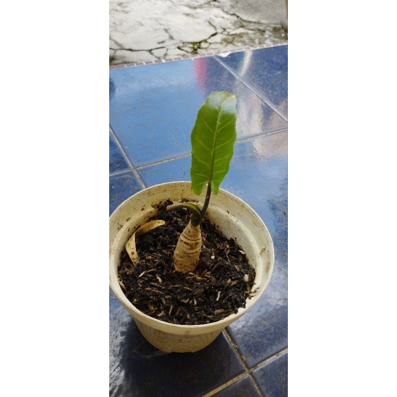 Tanaman hias Alokasia Keris Papua