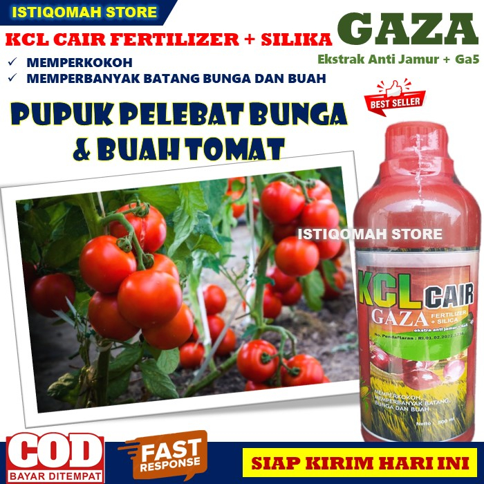 Pupuk Pelebat Bunga dan Buah Tomat KCL GAZA 500ML Pupuk KCL Cair Fertilizer + Silica Memperkokoh Memperbanyak Batang, Bunga dan Buah Tanaman Tomat yang Bagus dan Ampuh, Pupuk Cair Pelebat Bunga dan Buah Tomat Super Lebat TERLARIS