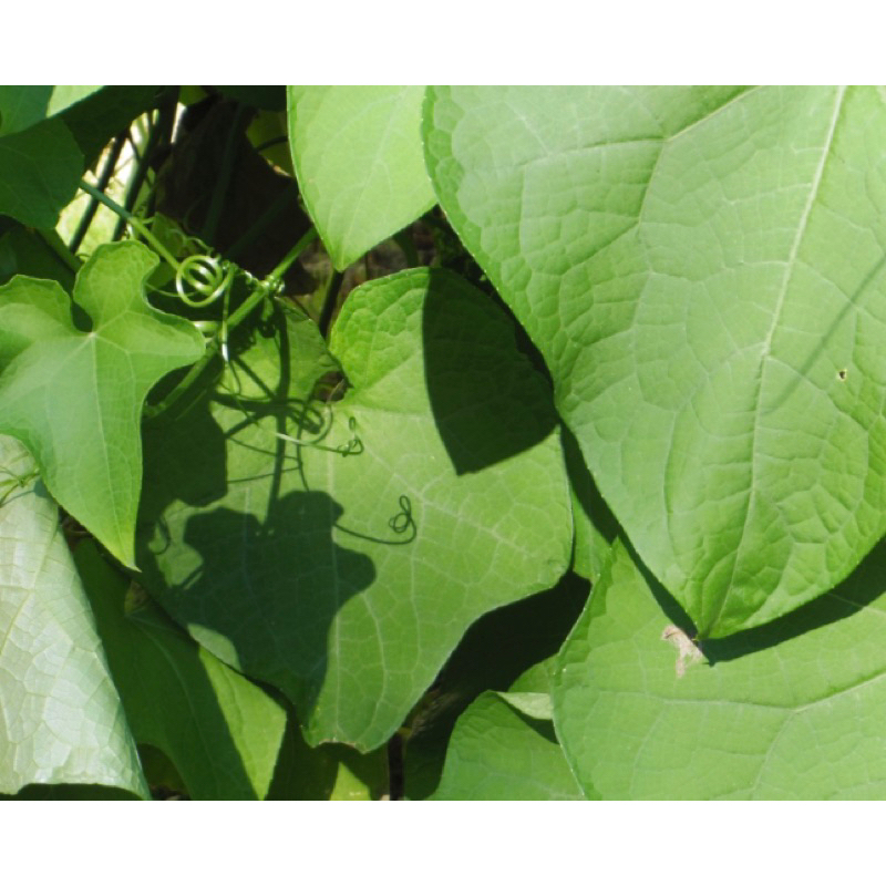 

Daun labu siam segar petik langsung daun pilihan-az