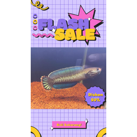 Andrao Blue Rim Tebal Grade A 10-12 CM