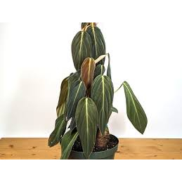 tanaman hias philodendron gigas jumbo