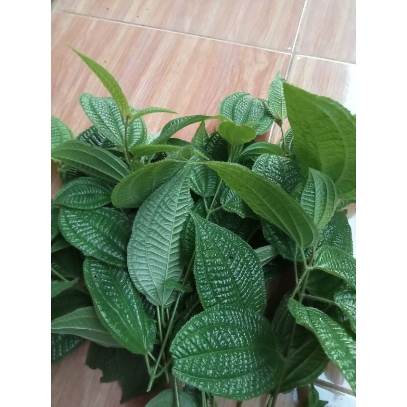 

Daun Harendong bulu segar 500gr senggani Bulu asli