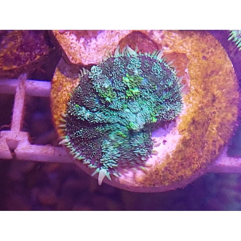 

Jamur Rodactic Hijau