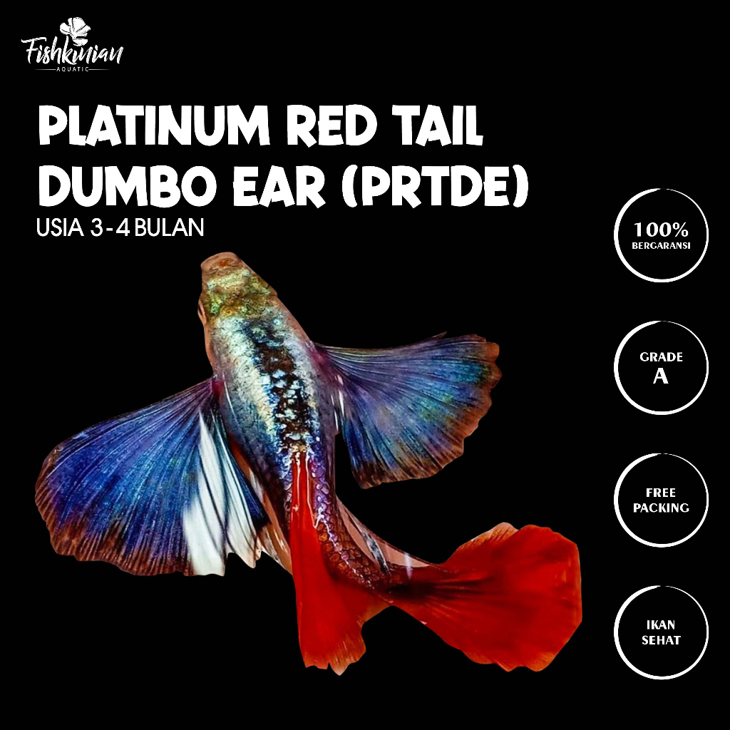 guppy/platinum/red/tail/dumbo/ear/prtde