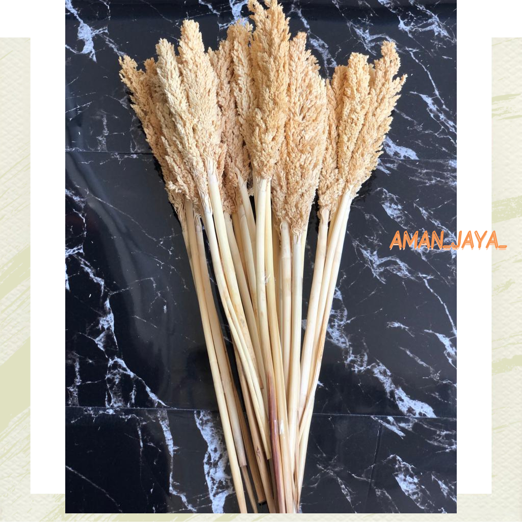 cantel kering ~ sorgum kering ~ bunga kering ~ bunga dekorasi ~ bunga hias ~ tanaman hias ~ tanaman 