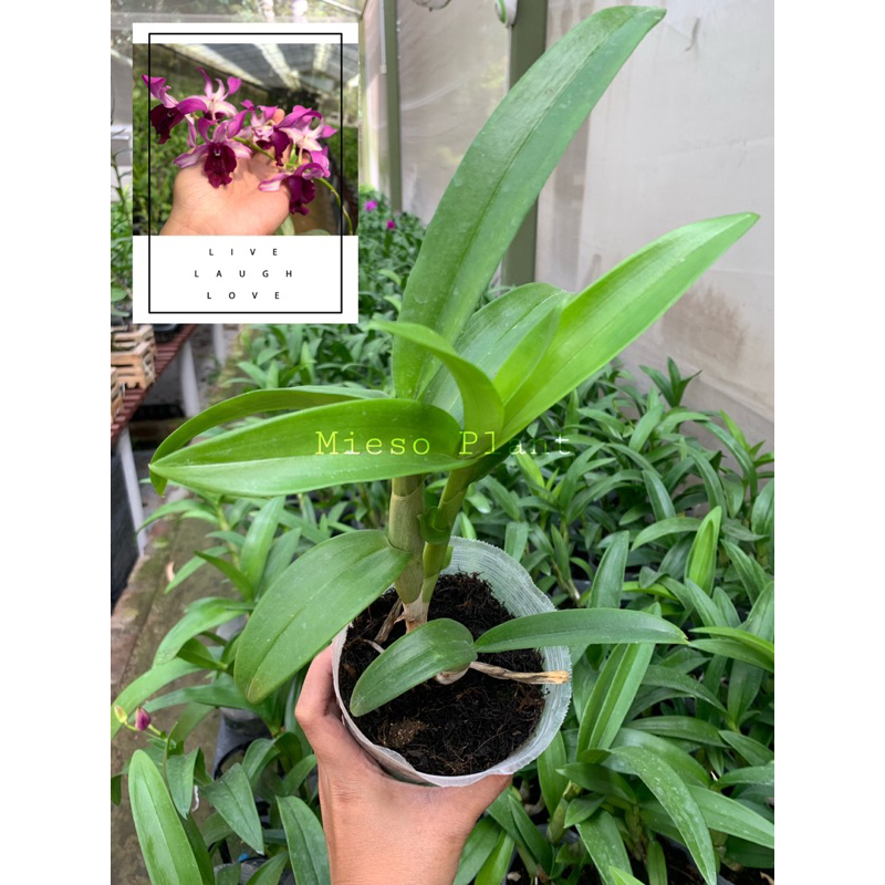 Anggrek Dendrobium keriting Dewasa