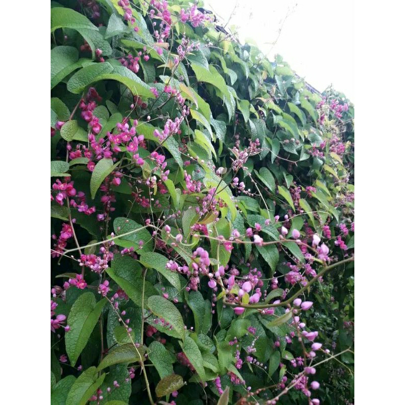 Bibit Bunga Air mata pengantin(AMP)