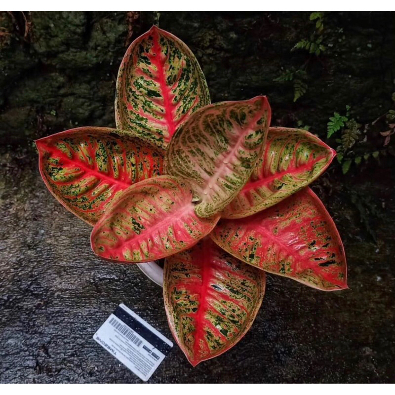 aglonema legacy mangkok baby - tanamanhias legacy mangkok anakan