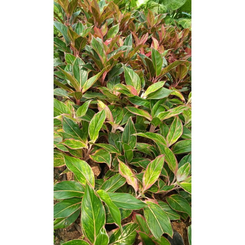 Bunga aglonema lipstik ping - aglonema lipstik pink