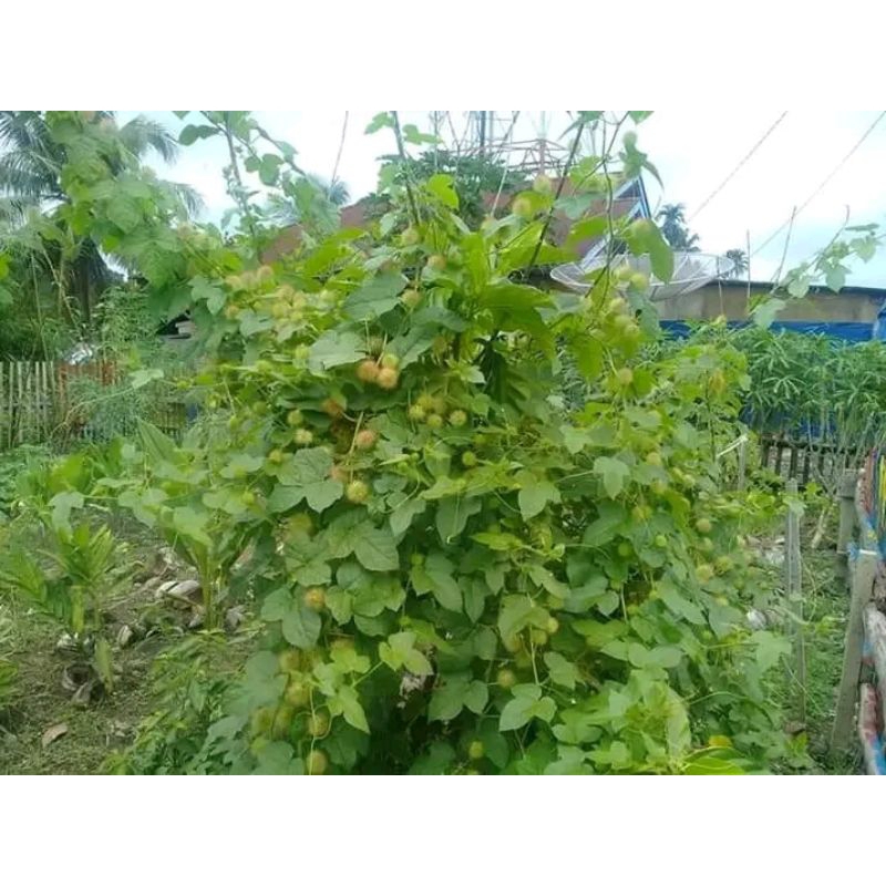 

Daun Rambusa Atau Cermot Kelubut 1 kg