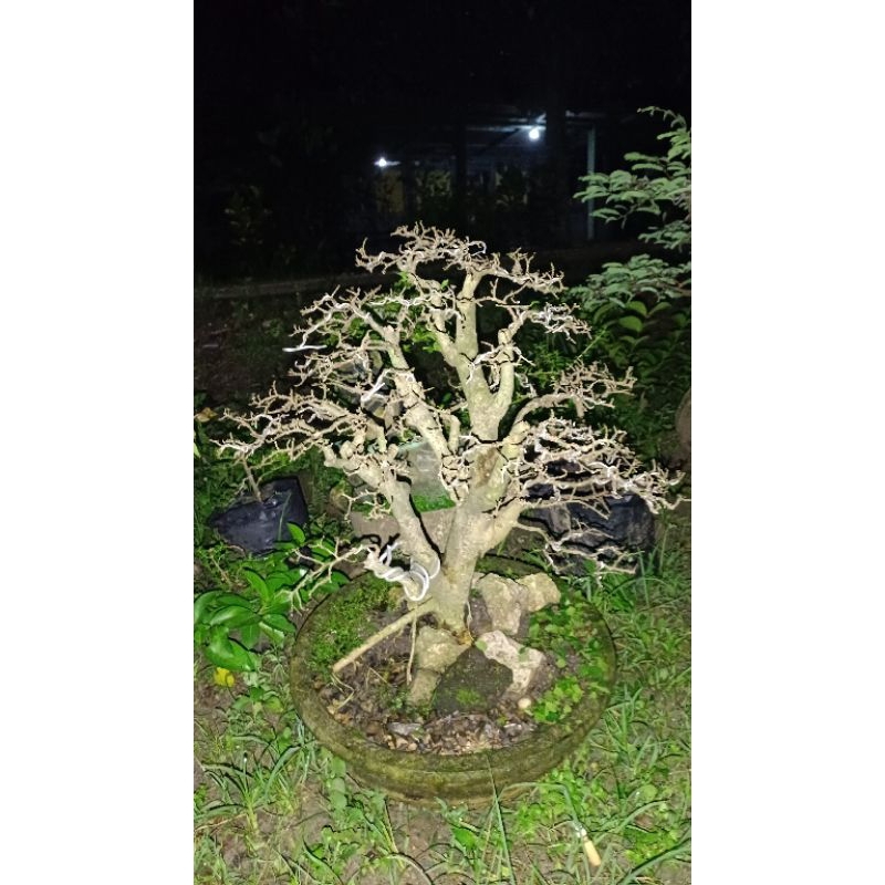 BONSAI SERUT SUBUR SIAP PAJANG