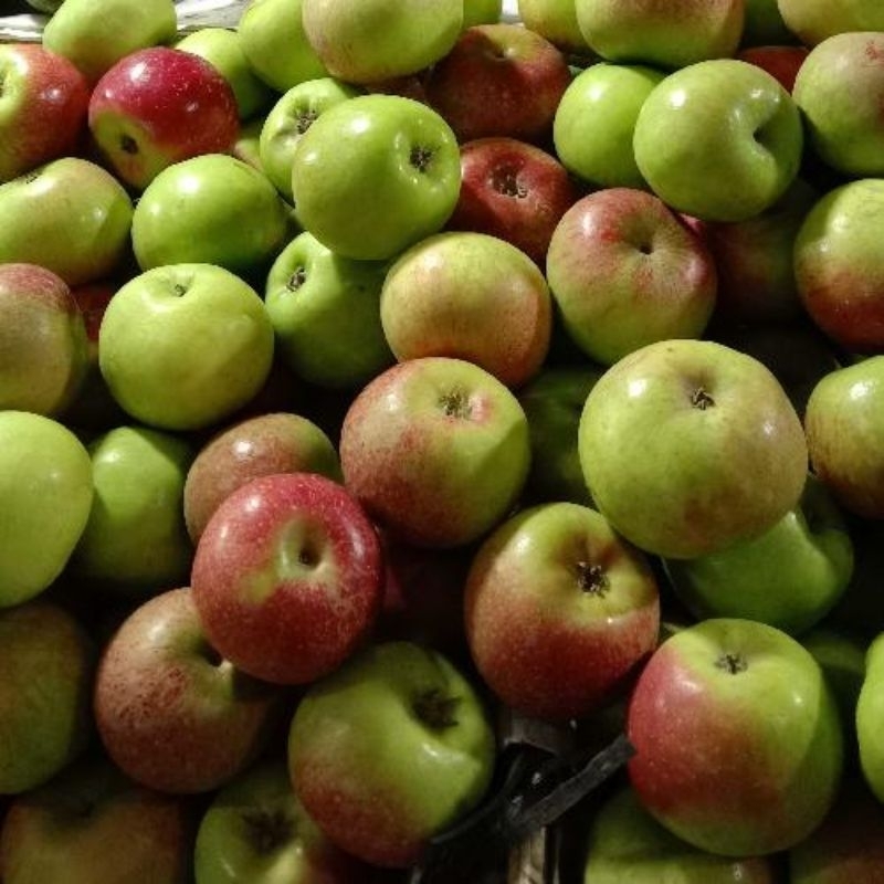 

BUAH APEL MALANG SEGAR