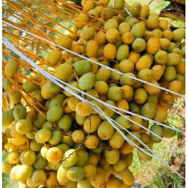 

JUNI JULI 23 (TIDAK MENERIMA COD) KURMA MUDA KUNING /PROGRAM HAMIL / PROMIL/ KURMA SUBUR / 500gr-1kg/ KURMA MUDA MEDAN