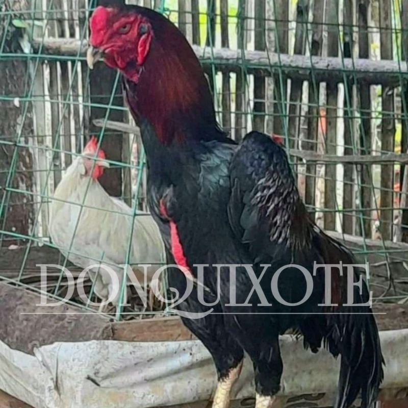 telur tetas ayam shamo japan