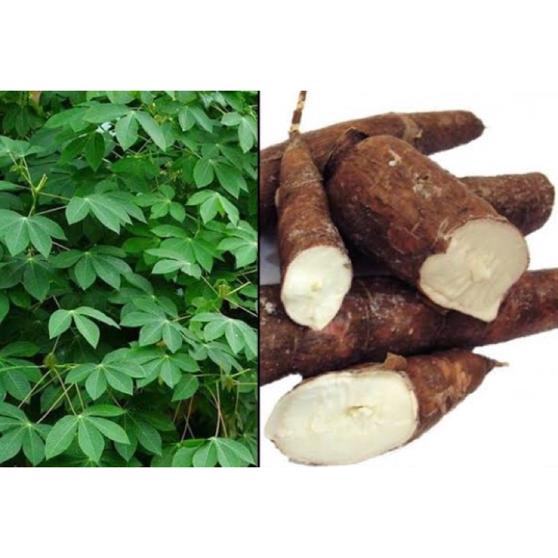 

Umbi singkong karet / singkong karet segar 500 gram-az