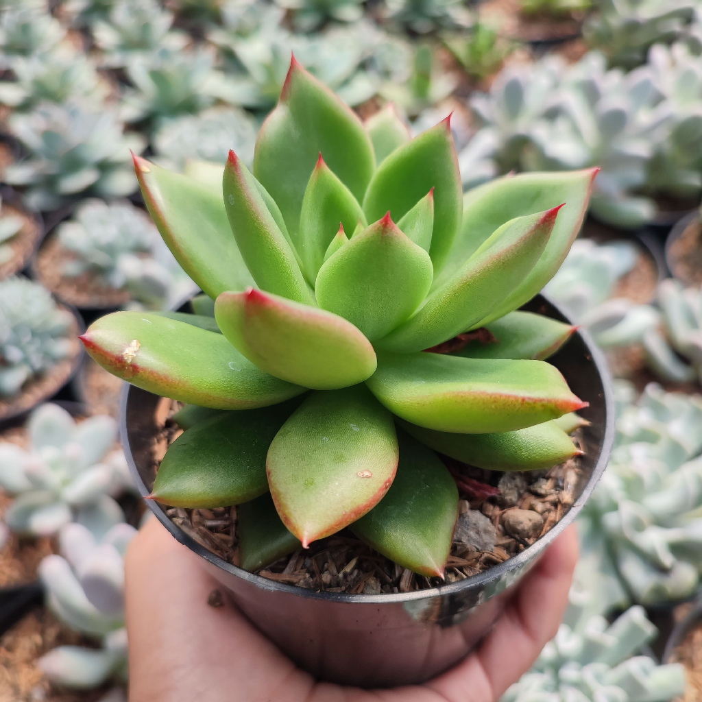 Echeveria Agavoides | DP 10cm | Sukulen