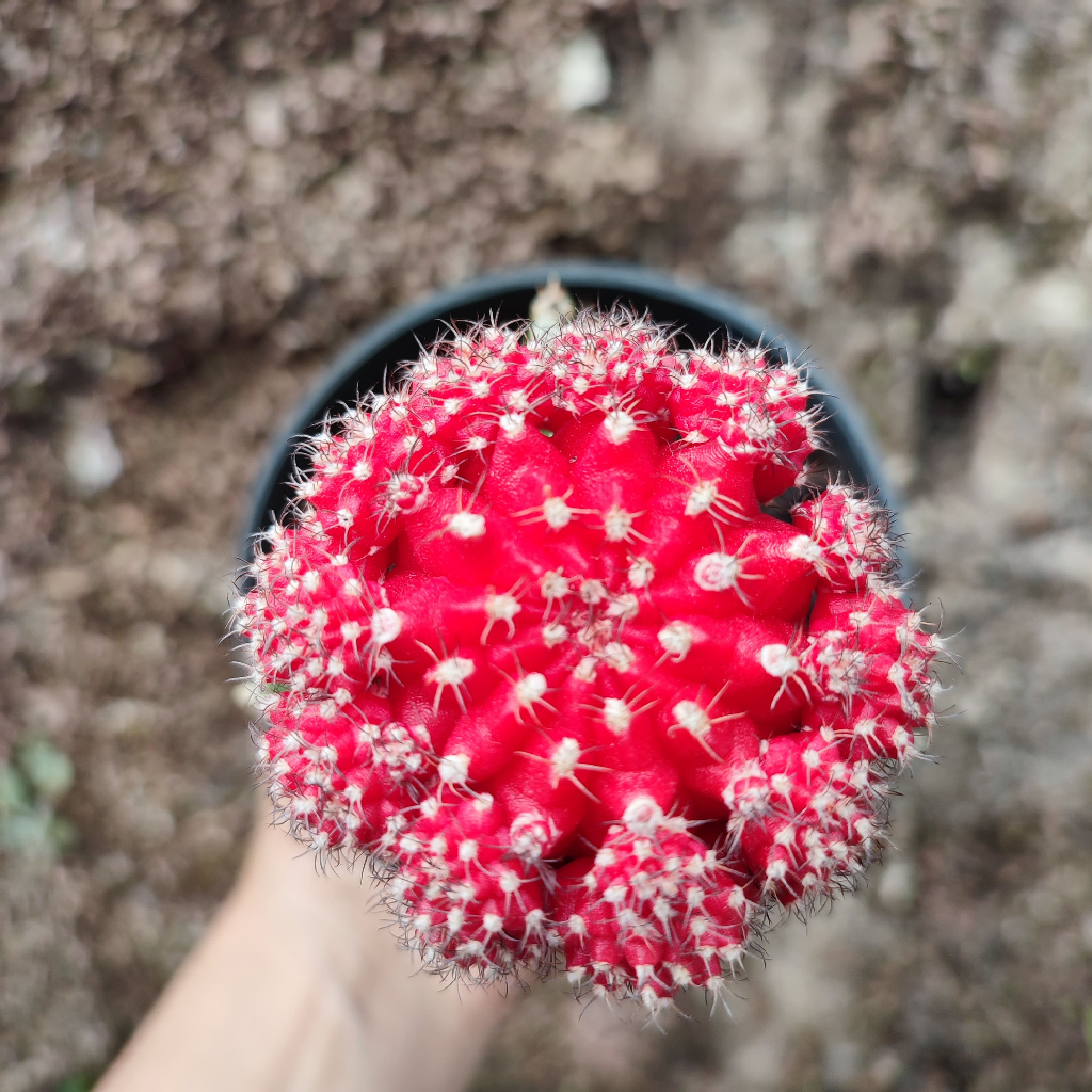 Gymnocalycium Merah Import Medium | DP 10cm