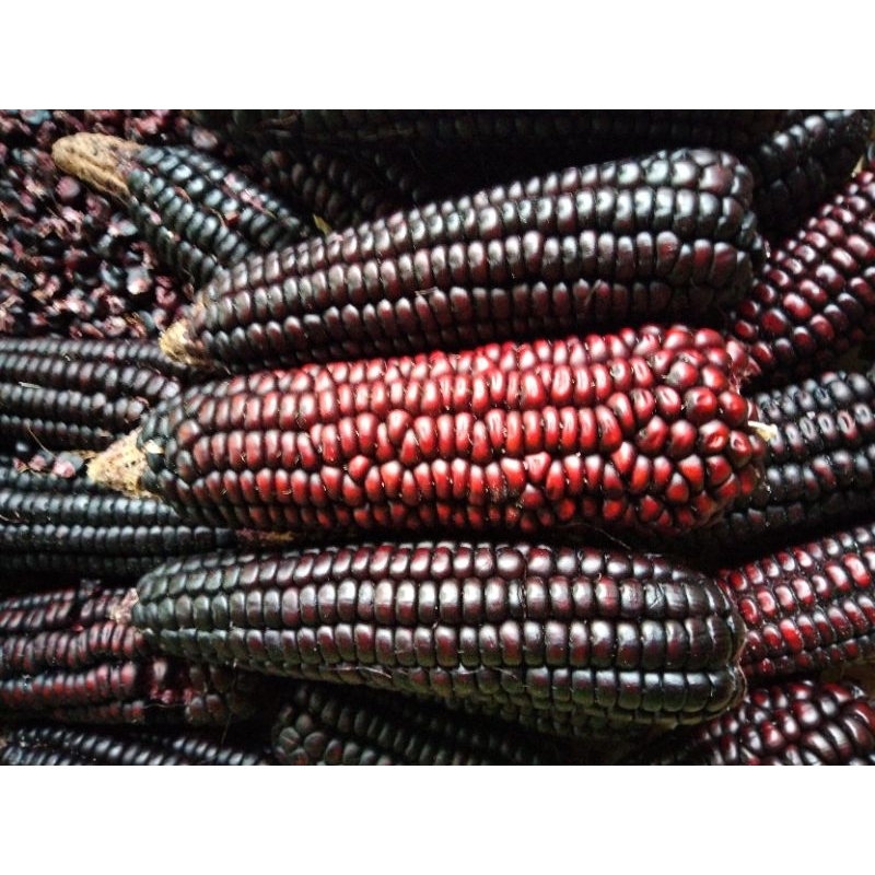 

DEB biji > BENIH BIJI JAGUNG UNGUJAGUNG KETAN HITAM MUDAH BERKECAMBAH