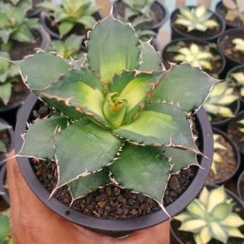 AGAVE TITANOTA SOLAR EXSTREEM
