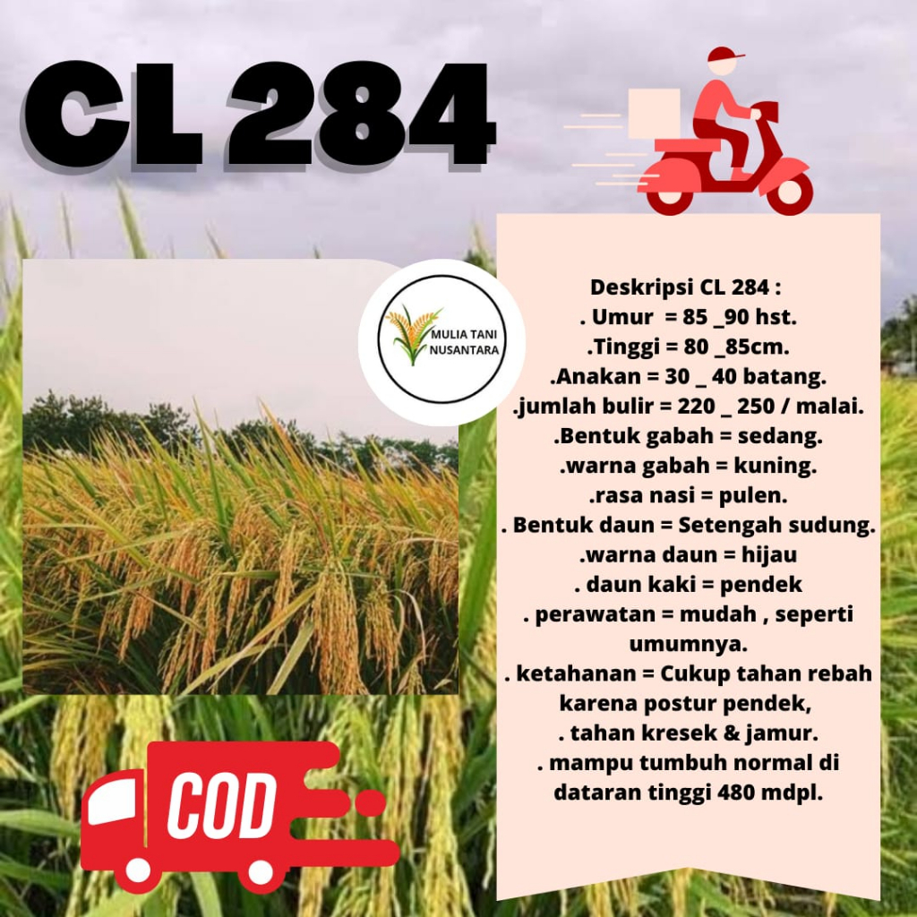 Benih Padi Unggul CL 284 5kg / Bibit Benih Padi CL 284 Kemasan 5 Kg Original