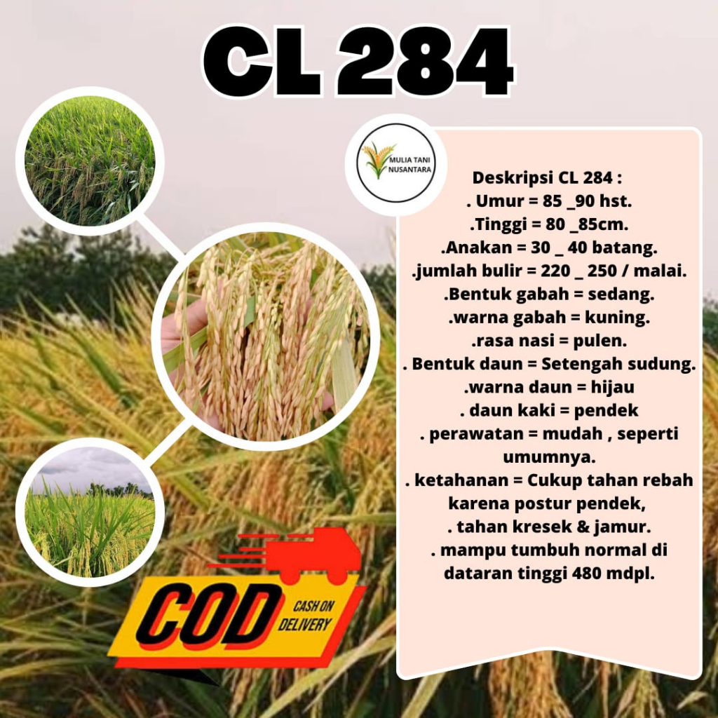 Benih Padi Unggul CL 284 5kg / Bibit Benih Padi CL 284 5 Kg ORI