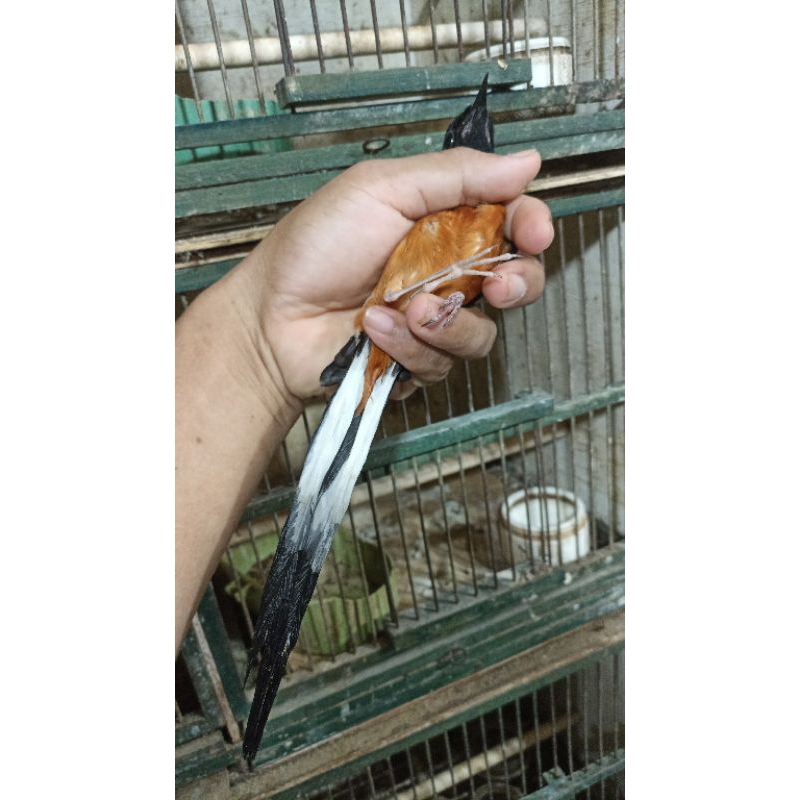 murai batu medan jantan muda hutan pilihan