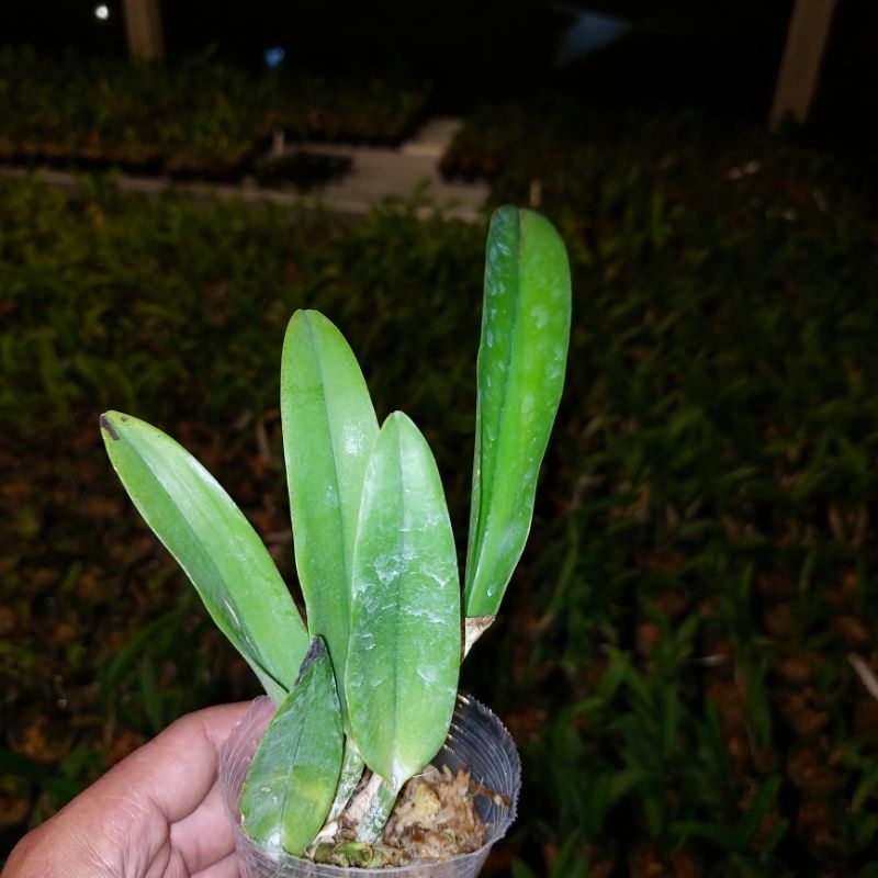 cattleya Remaja Penny helens Jumbo klone import Bangkok. Original plant