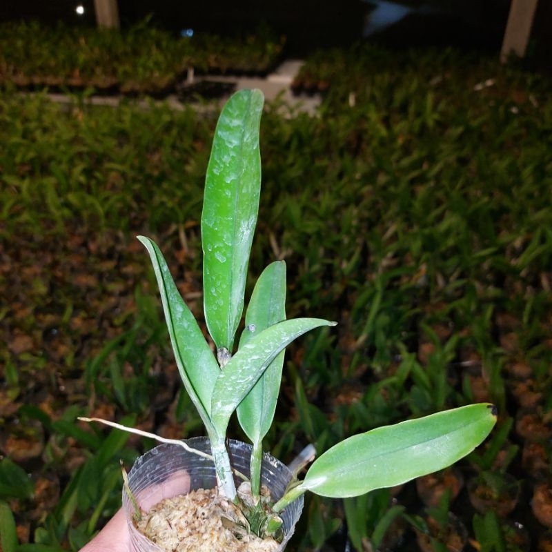 cattleya Remaja Penny helens Jumbo klone import Bangkok. Original plant