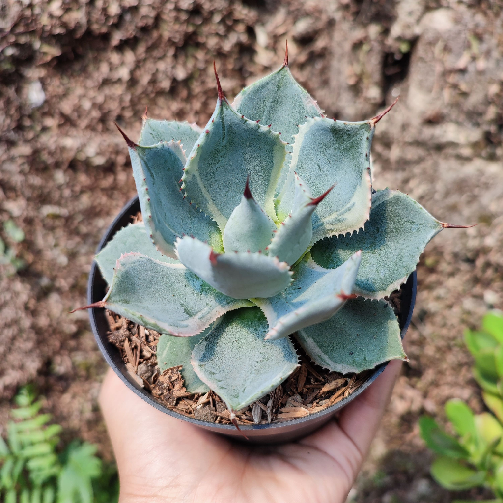 Agave Blue| D 10 Cm |  Sukulen