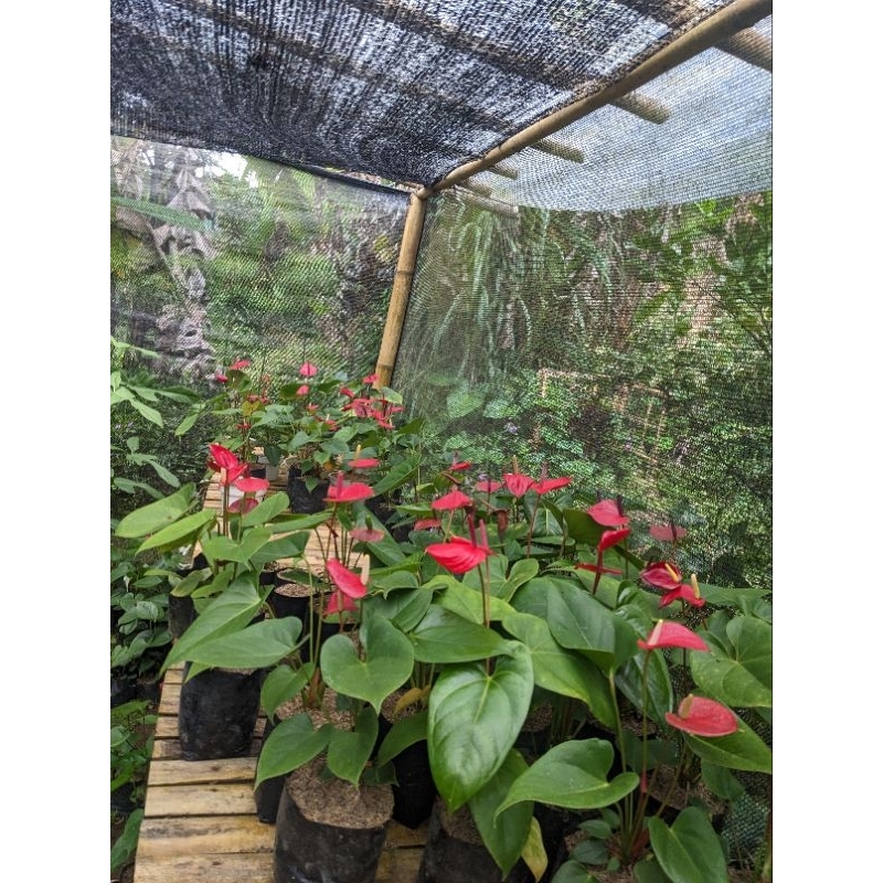 DIARY PETANI - Anthurium Bunga Presiden Remaja