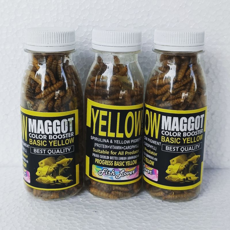MAGGOT YELLOW BOTOLAN pakan ikan hias chana chiclid penambah warna kuning ikan
