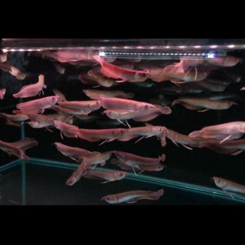 Paket Arwana Silver Red Ukuran 10-14cm Ready Stok Original