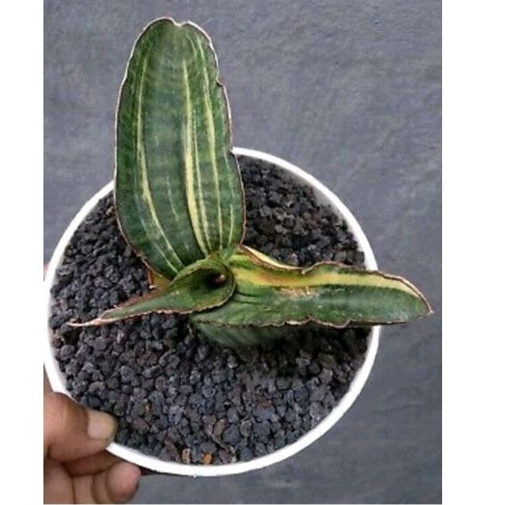 sansevieria sinus zimbabwe varigata