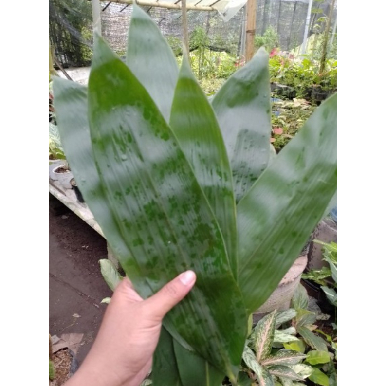 

DAUM BAMBU daun daUun bambuUU