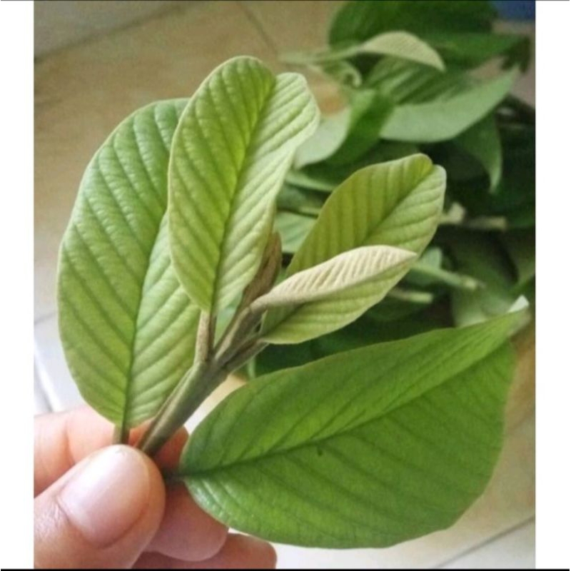 

50 lembar daun jambu biji segar di ambil dadakan