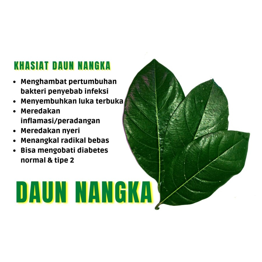 

Daun naNngka memiliki banyak maNnfaat kesehatanN