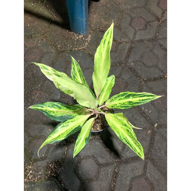 AGLONEMA SUNSET WHITE