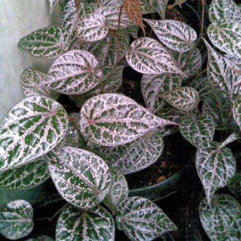 

Daun Sirih Merah per lembar (Fresh)