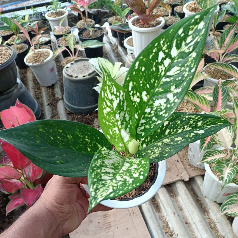 AGLONEMA VENUS WHITE