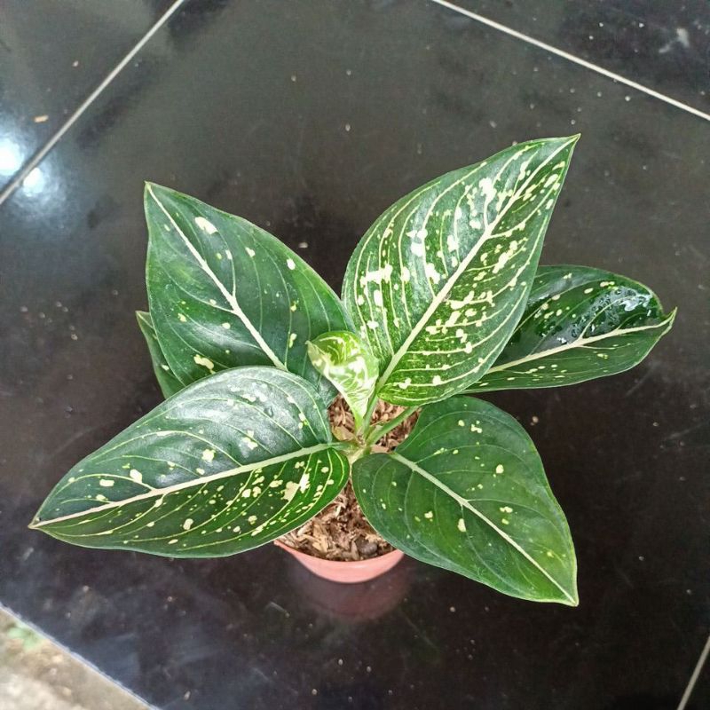 Aglonema Siti Nurhaliza