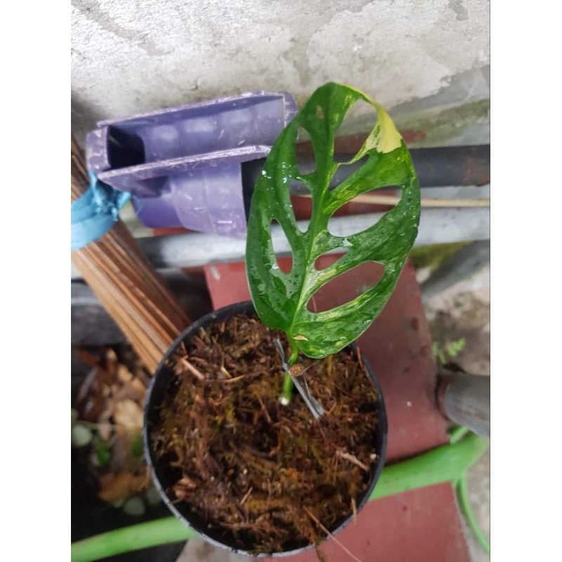 Monstera adansoni variegata yellow / janbol variegata kuning