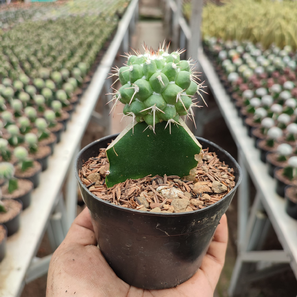 Grafting Mammillaria Durian | DP 10 Cm | Kaktus