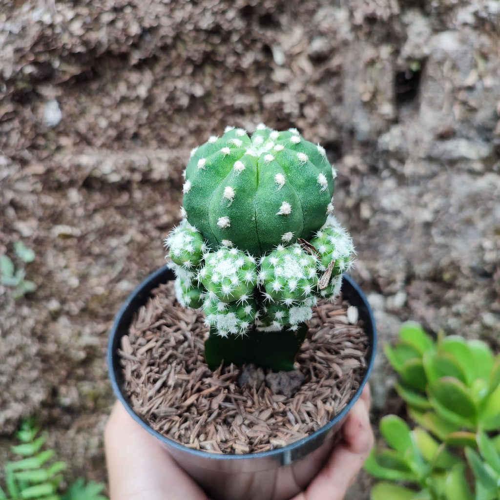 Grafting Echinopsis Inermis | DP 10 Cm | Kaktus